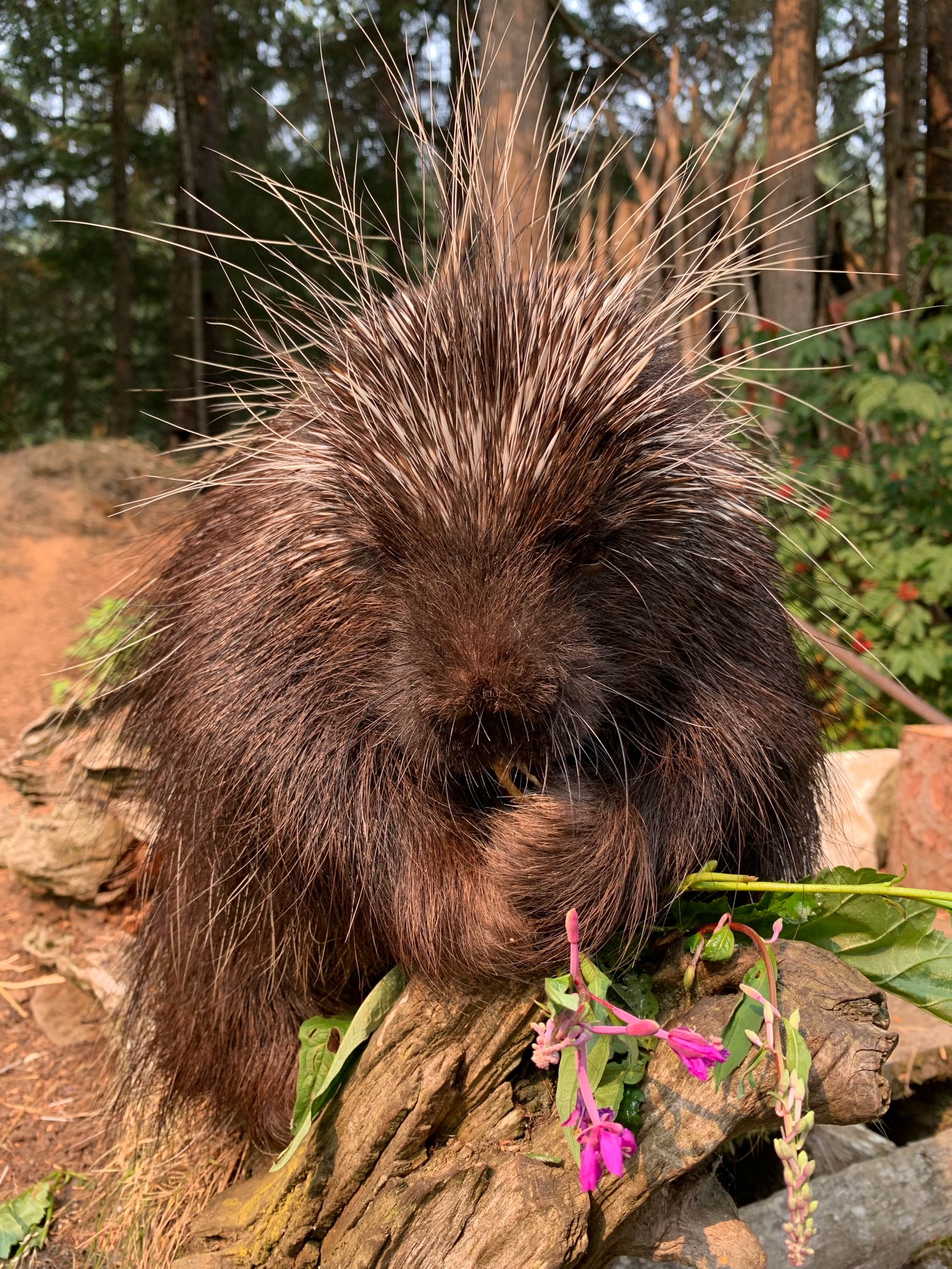 2019-07-10 10 45 23.JPG